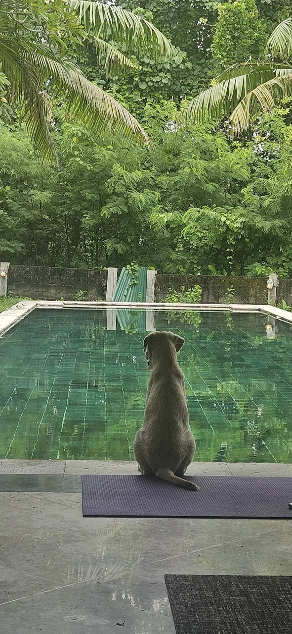 Puppy Yoga Bali